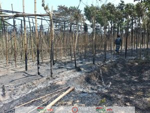 ভেড়ামারা পাটুয়াকান্দীর পান চাষির স্বপ্ন পুড়ে ছাই!