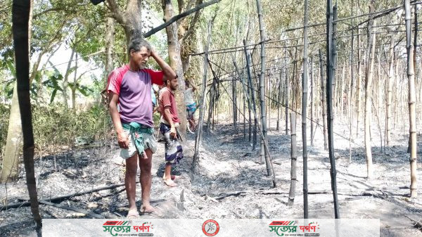 ভেড়ামারা পাটুয়াকান্দীর পান চাষির স্বপ্ন পুড়ে ছাই!