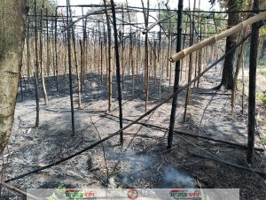 ভেড়ামারা পাটুয়াকান্দীর পান চাষির স্বপ্ন পুড়ে ছাই!