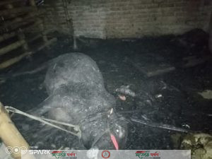ভেড়ামারায় ভয়াবহ অগ্নিকাণ্ডে চারটি পরিবারের সর্বস্ব পুড়ে ছাই! প্রশাসন রাজনৈতিক নেতৃবৃন্দসহ বিত্তবানদের এগিয়ে আসার আহবান