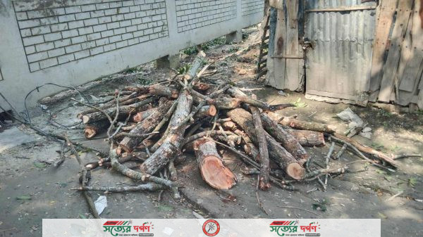 ঝিকরগাছায় মেম্বারের বিরুদ্ধে বিদ্যালয়ের গাছ বিক্রি করার অভিযোগ  