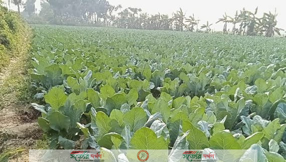 ঝিকরগাছায় বাঁধাকপির ভালো দাম পাওয়ায় কৃষক দারুন খুশি