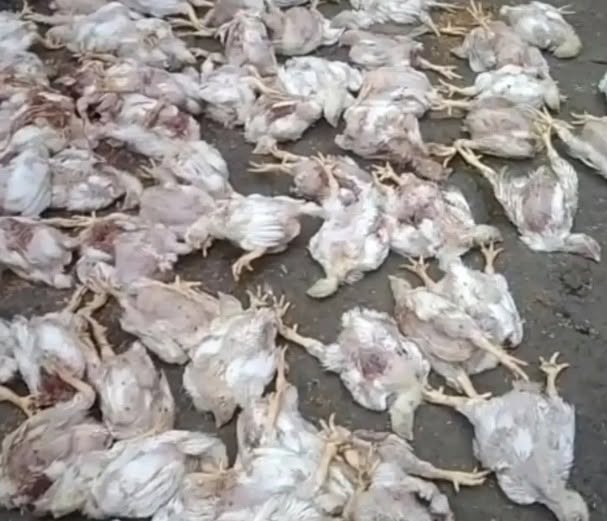 ঝিকরগাছায় বেওয়ারিশ কুকুরের হামলায় ক্ষুদ্র খামারির খামারের মুরগির মৃত্যু